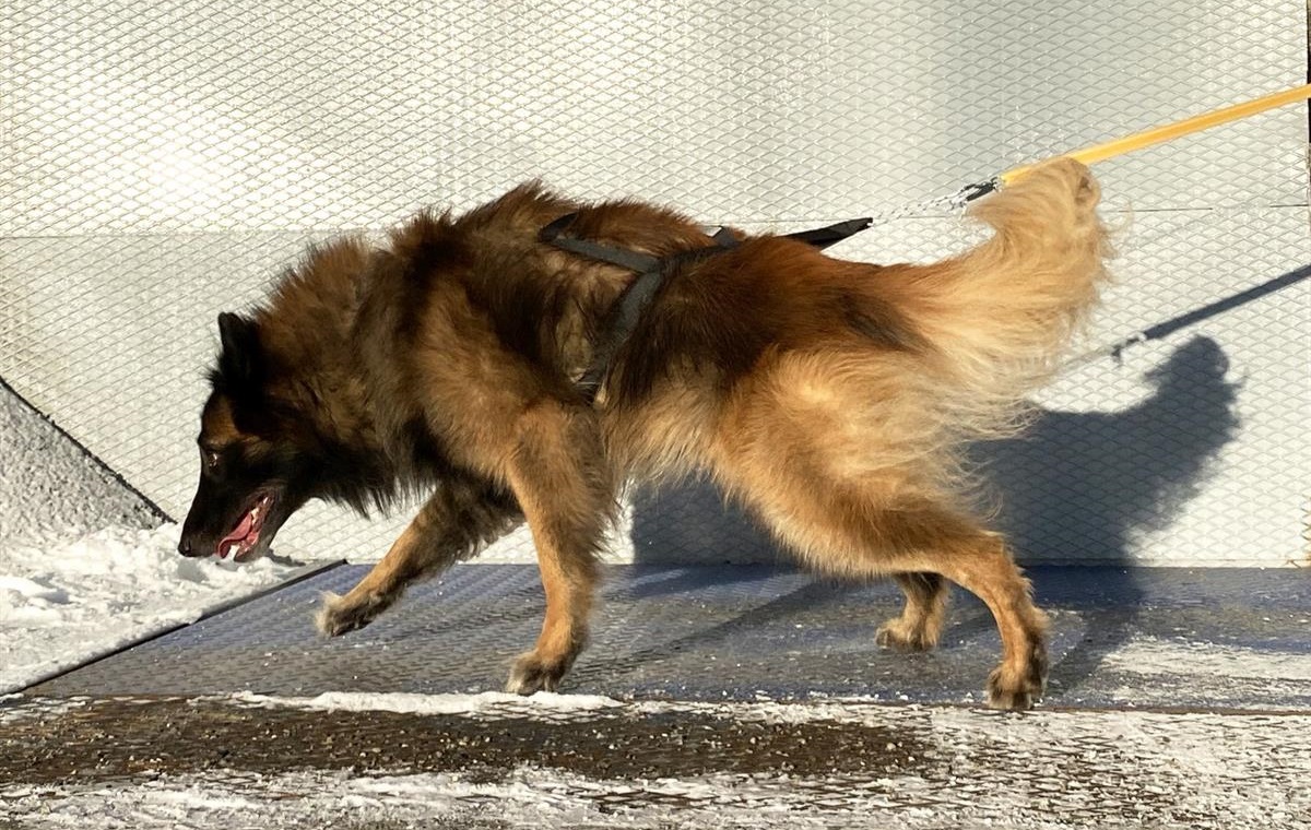 Yukon Nomesele Dobbel Stolpe - Bilde 4