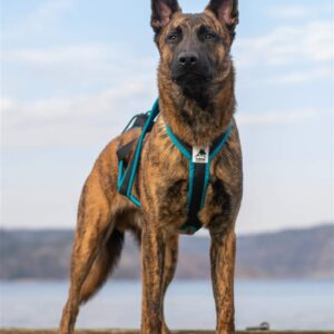 Yukon Nomesele Pro Nano Sjøgrønn str 43/M