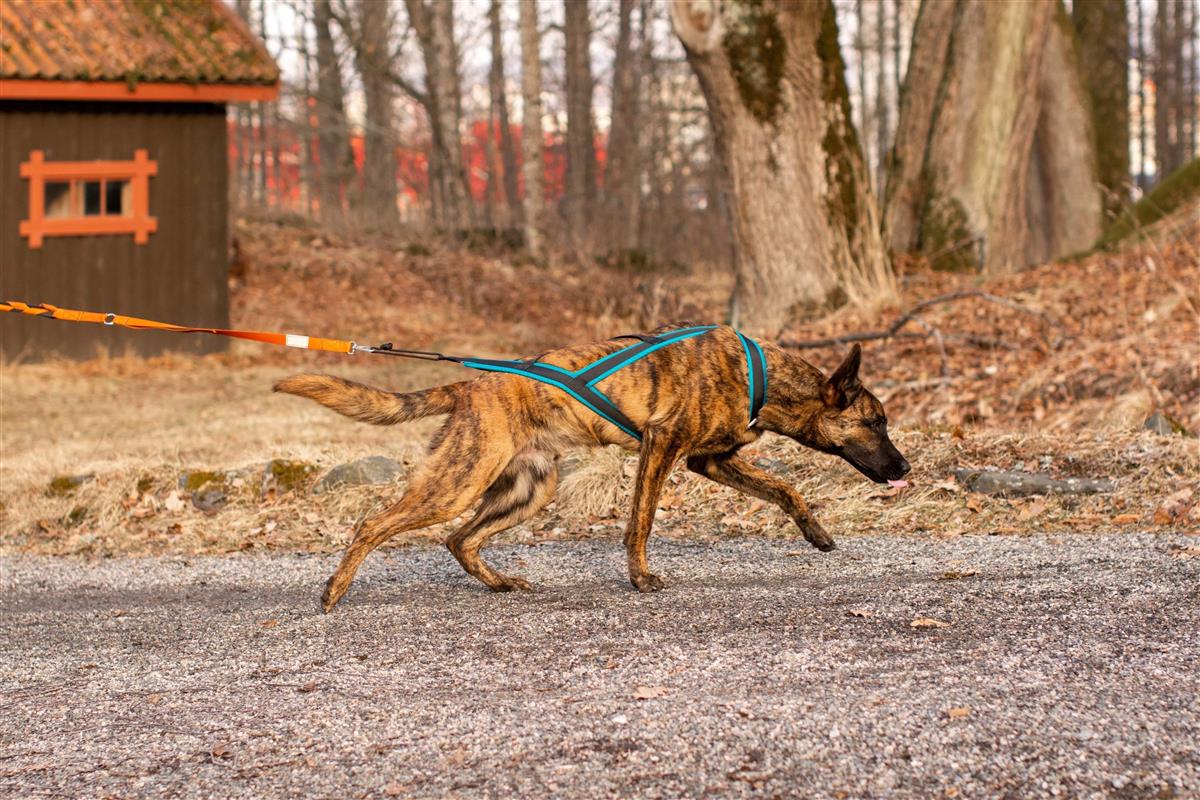 Yukon Nomesele Pro Nano Sjøgrønn str 43/M - Bilde 2