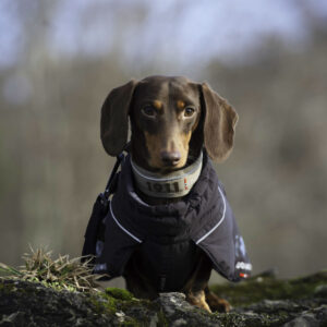 Kvik Collar Khaki - Bilde 6