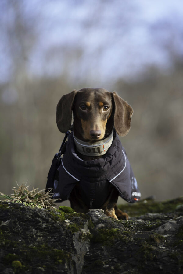 Kvik Collar Khaki