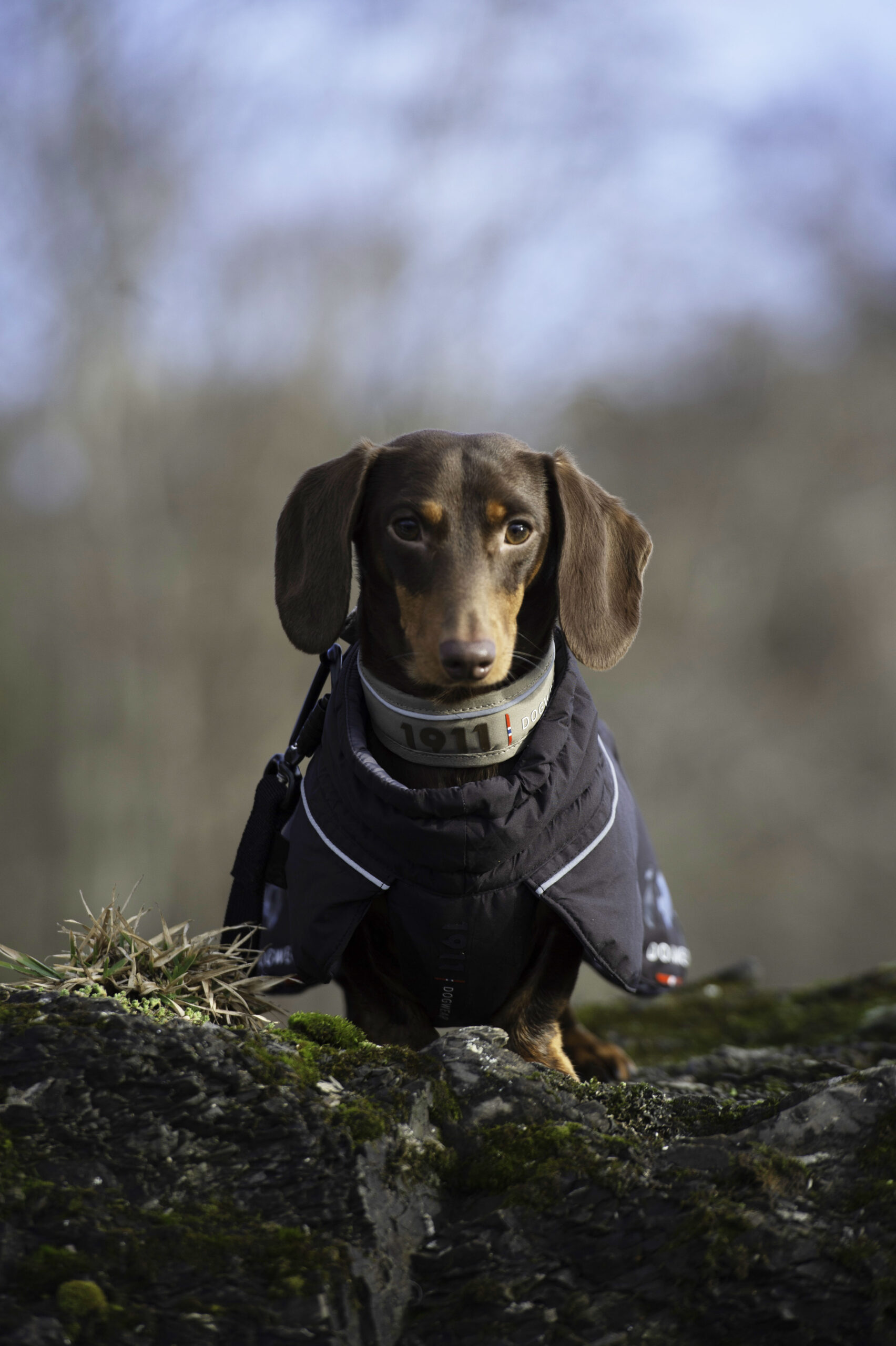 Kvik Collar Khaki - Bilde 6