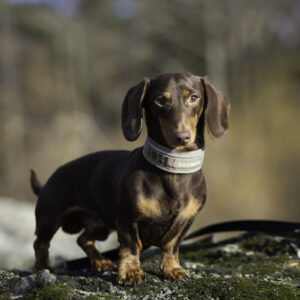 Odin Collar Khaki - Bilde 2