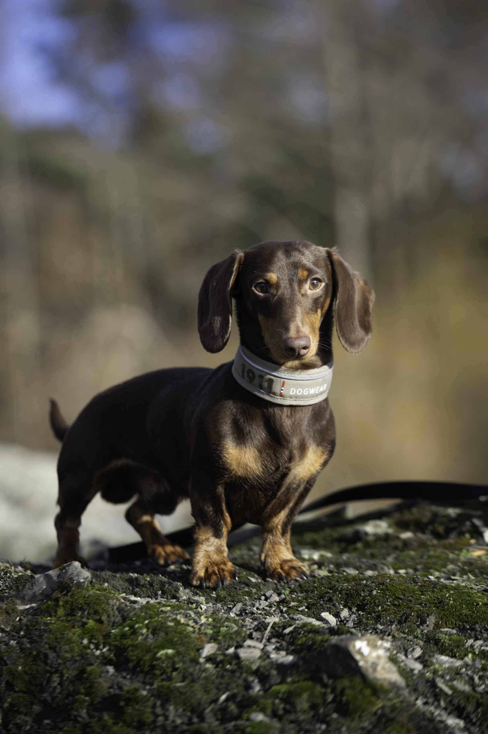 Odin Collar Khaki - Bilde 2