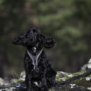 Nanuq Trail Harness Svart - Bilde 8