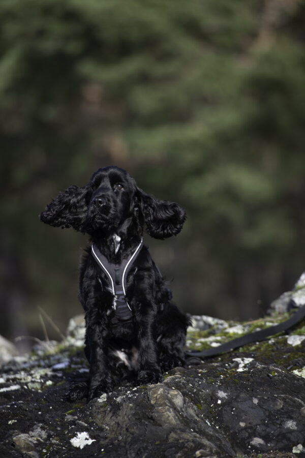 Nanuq Trail Harness Svart