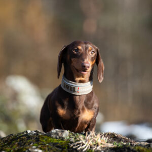 Kvik Collar Svart - Bilde 4