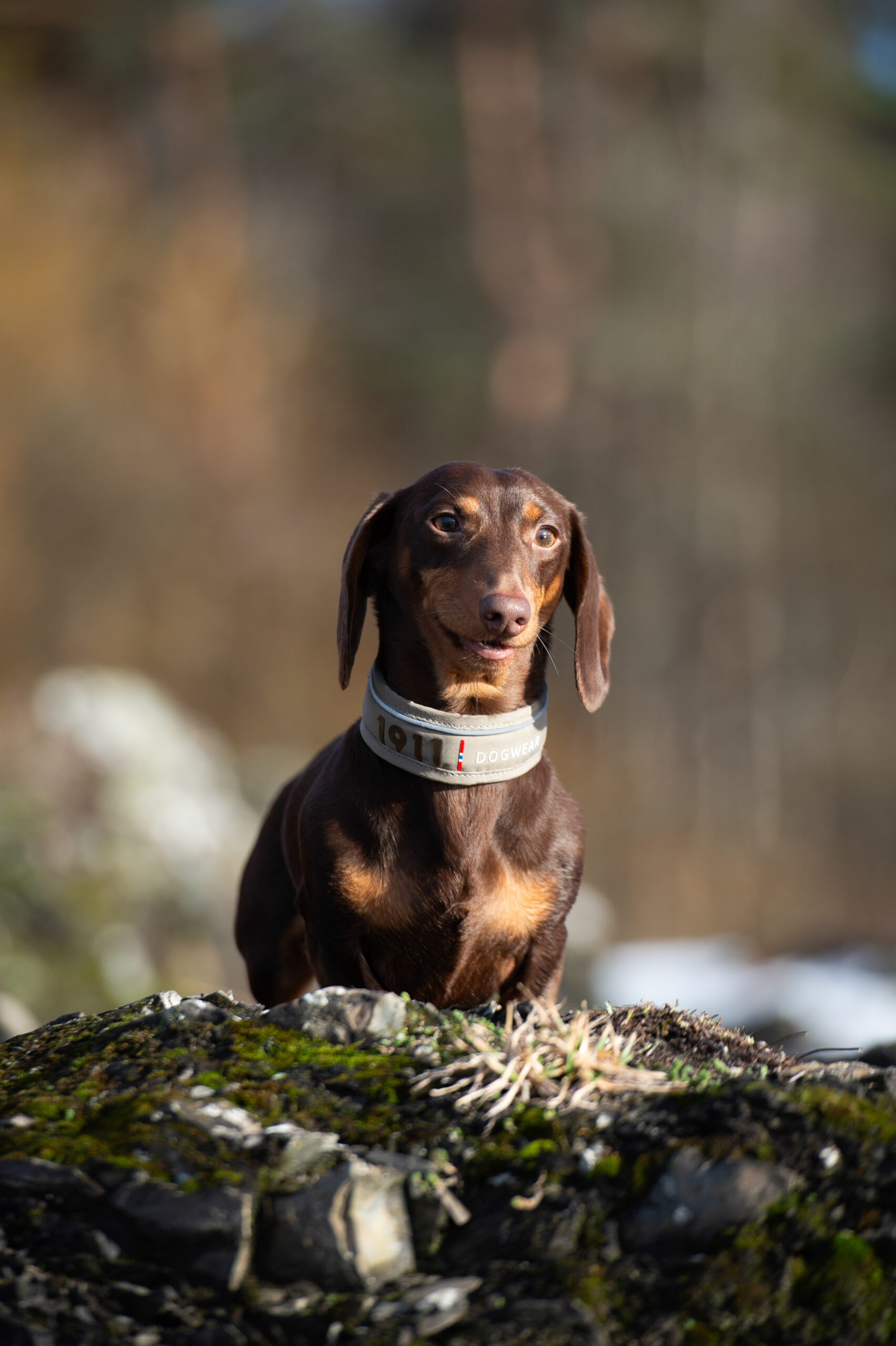 Kvik Collar Svart - Bilde 4
