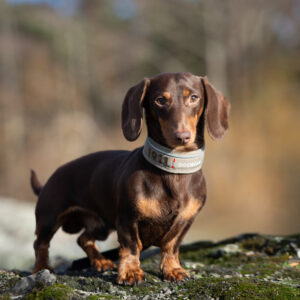 Kvik Collar Svart - Bilde 3