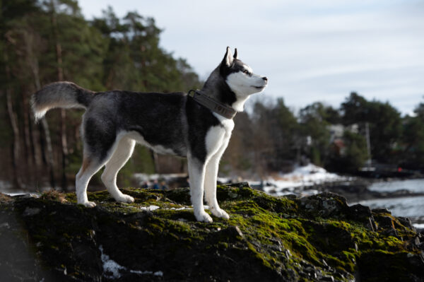 Kvik Collar Petrol