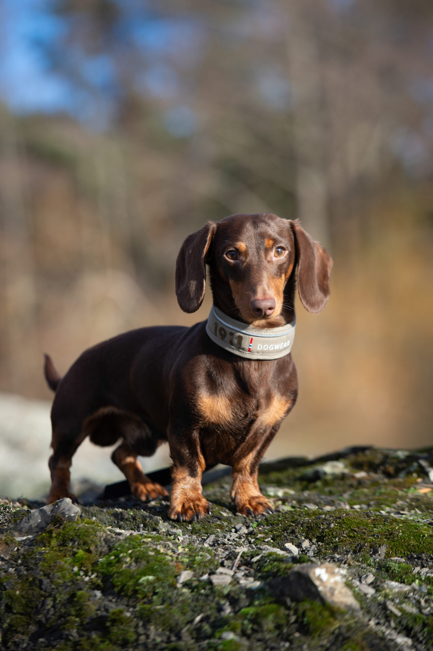 Kvik Collar Svart - Bilde 3