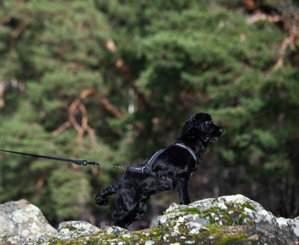 Nanuq Trail Harness Svart