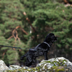 Nanuq Trail Harness Cerise - Bilde 3