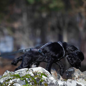 Rex Bungee Leash - Bilde 6
