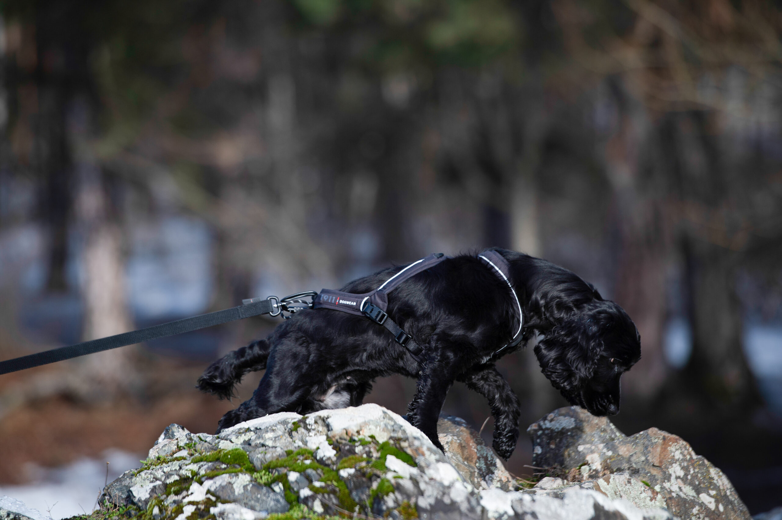 Rex Bungee Leash - Bilde 6