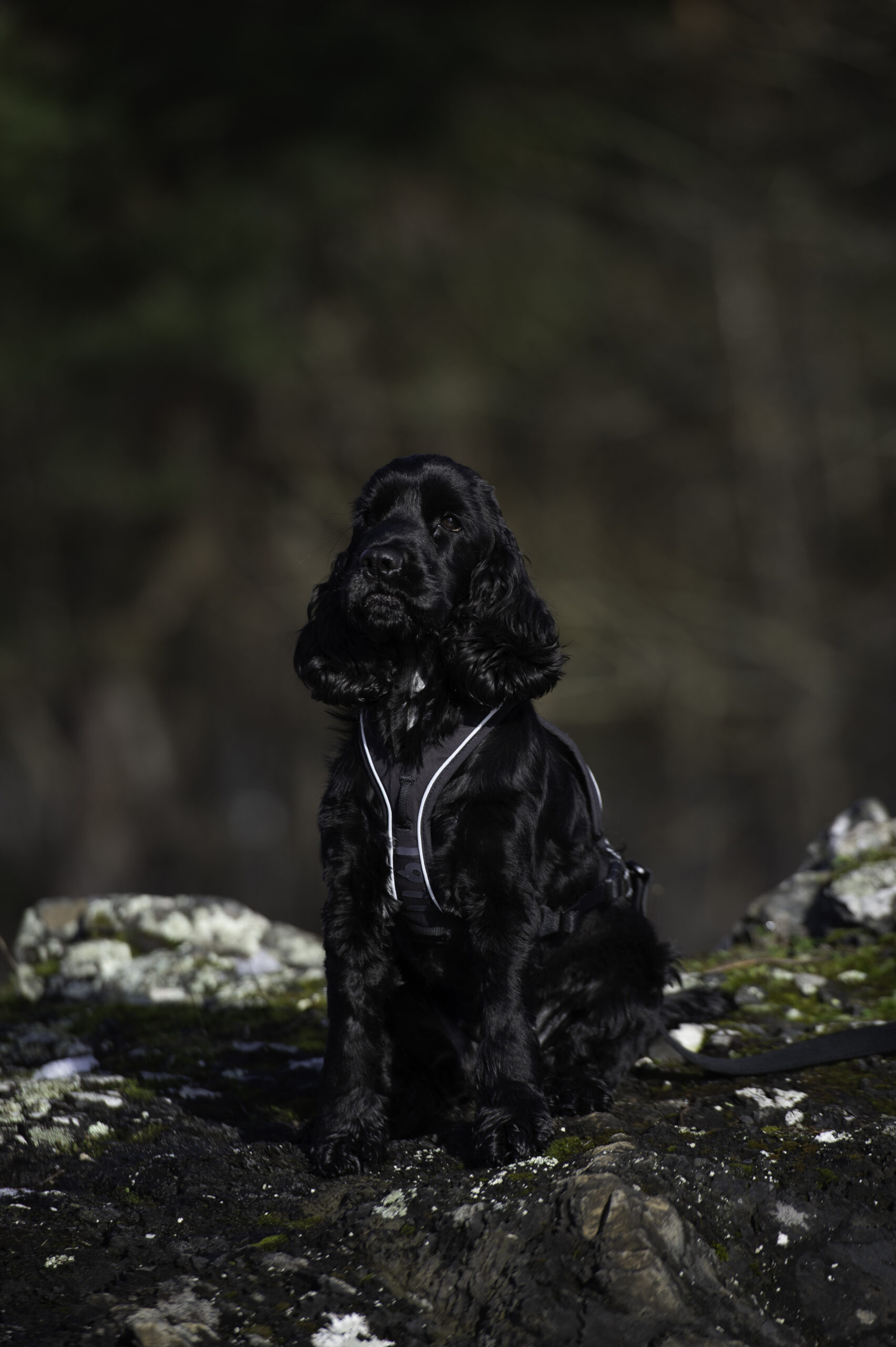 Nanuq Trail Harness Cerise - Bilde 7