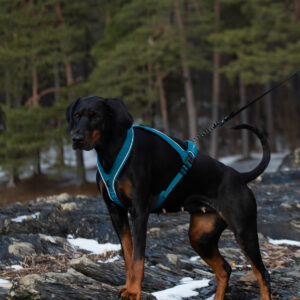 Nanuq Trail Harness Cerise - Bilde 5