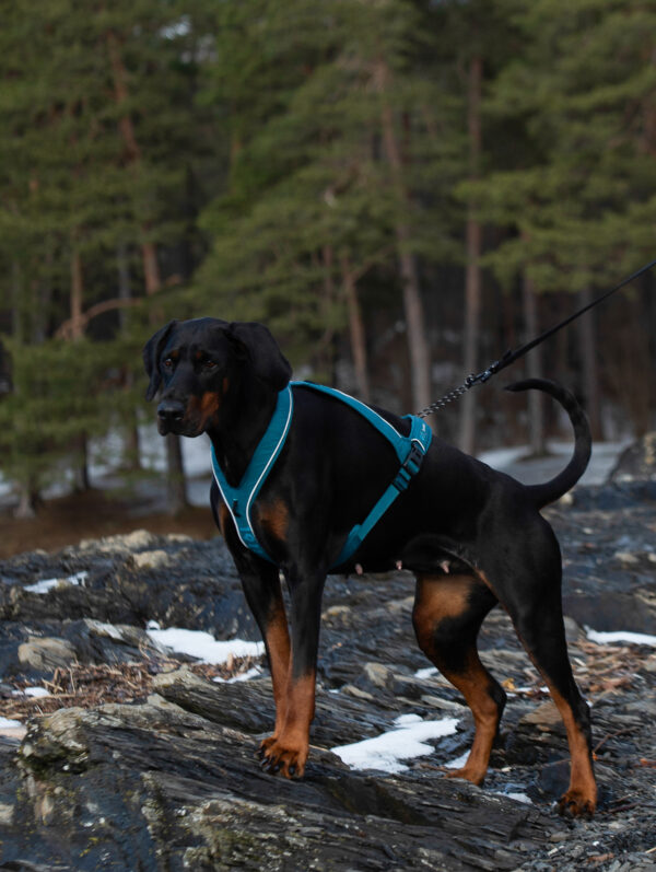 Nanuq Trail Harness Cerise