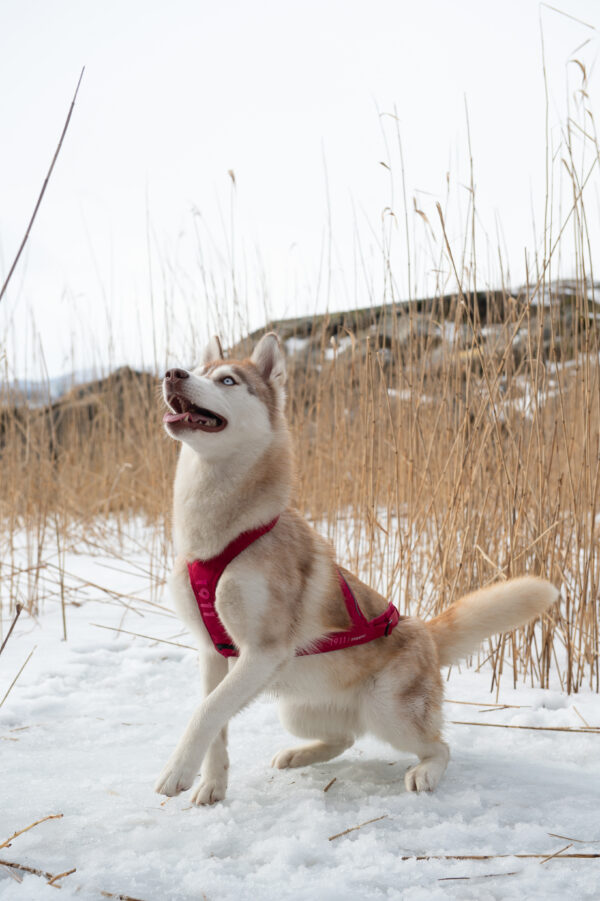 Obersten Pulling Harness Cerise
