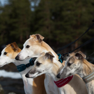 Odin Collar Petrol - Bilde 3
