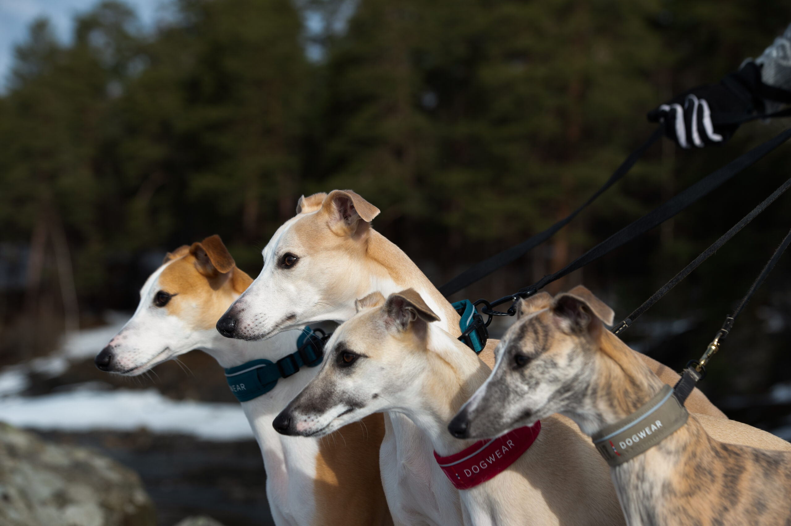 Odin Collar Petrol - Bilde 3