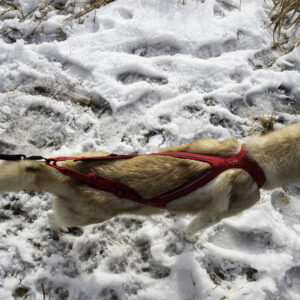 Obersten Pulling Harness Cerise - Bilde 5