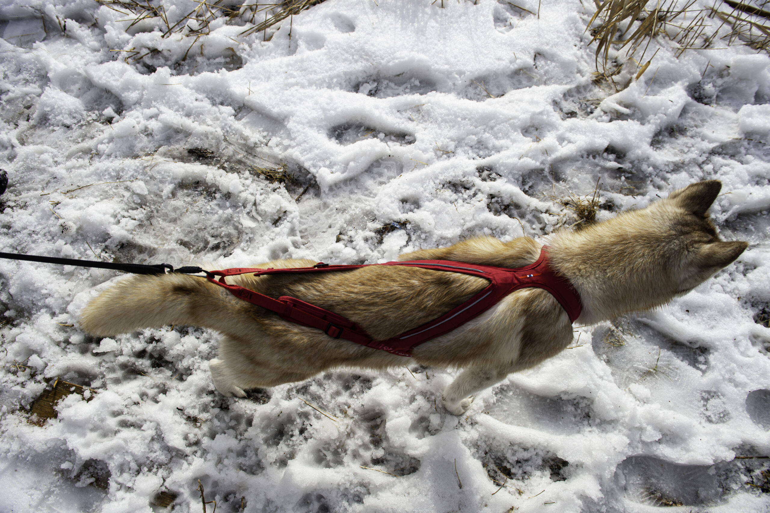 Obersten Pulling Harness Cerise - Bilde 5