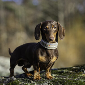 Kvik Collar Khaki - Bilde 2