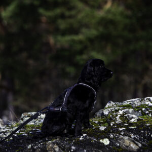 Nanuq Trail Harness Petrol - Bilde 5