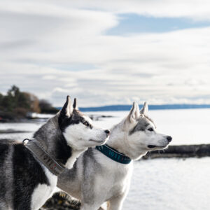 Kvik Collar Khaki - Bilde 1