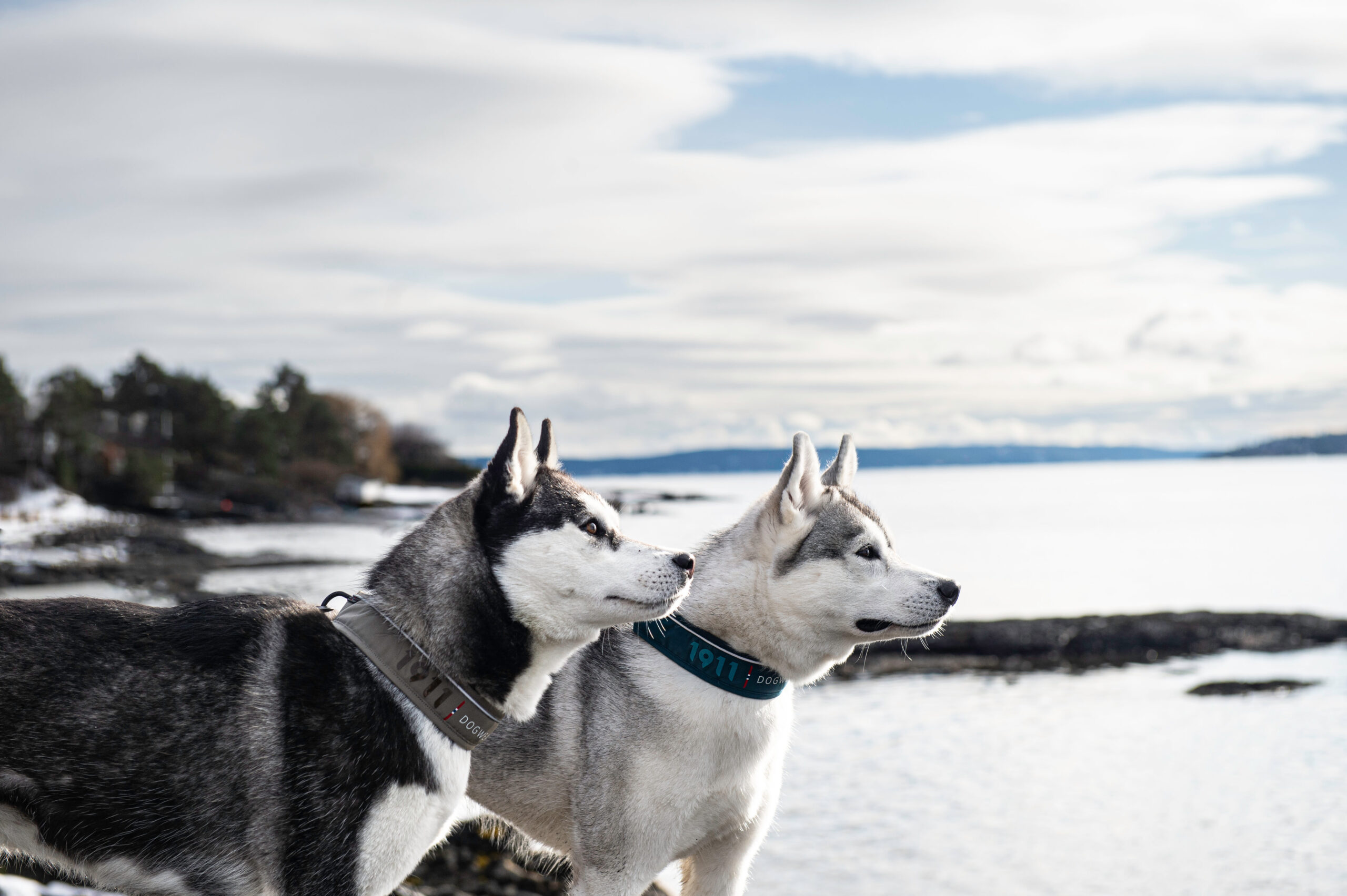 Kvik Collar Khaki - Bilde 1