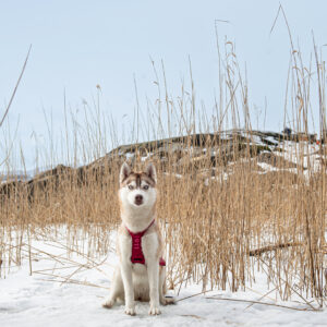 Obersten Pulling Harness Cerise - Bilde 4