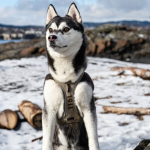 Nanuq Trail Harness Petrol - Bilde 2