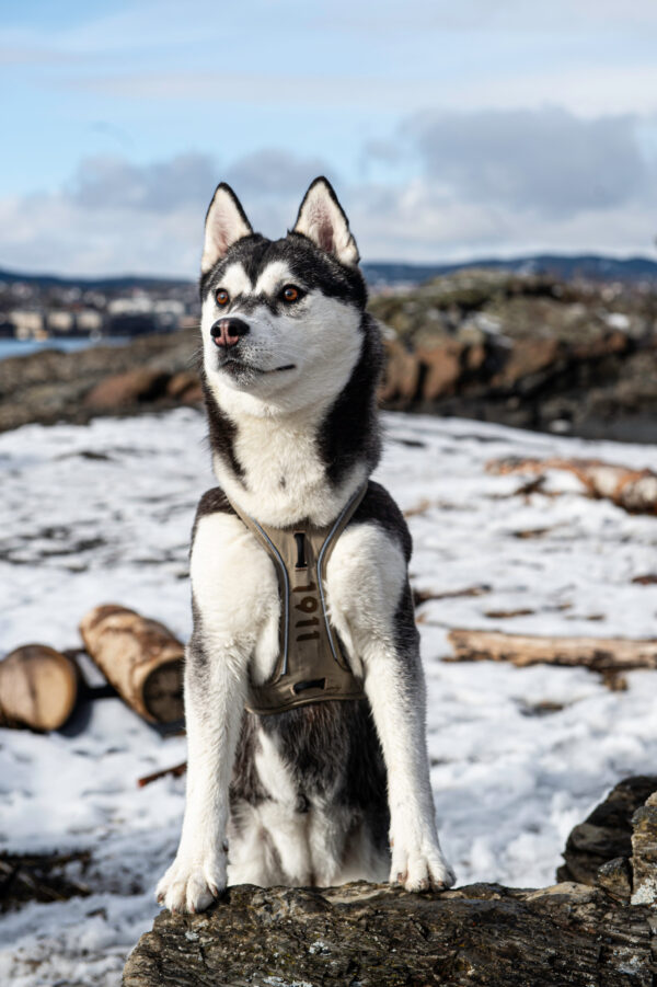 Nanuq Trail Harness Petrol