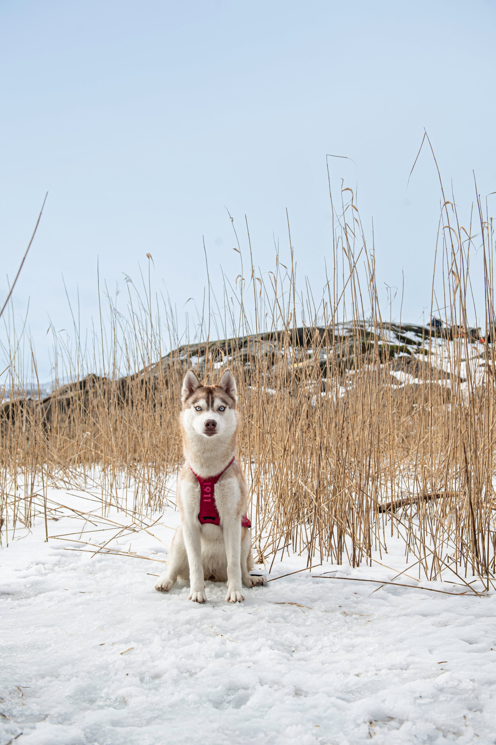 Obersten Pulling Harness Cerise - Bilde 4