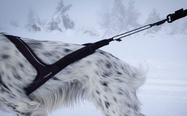 Rex Bungee Leash