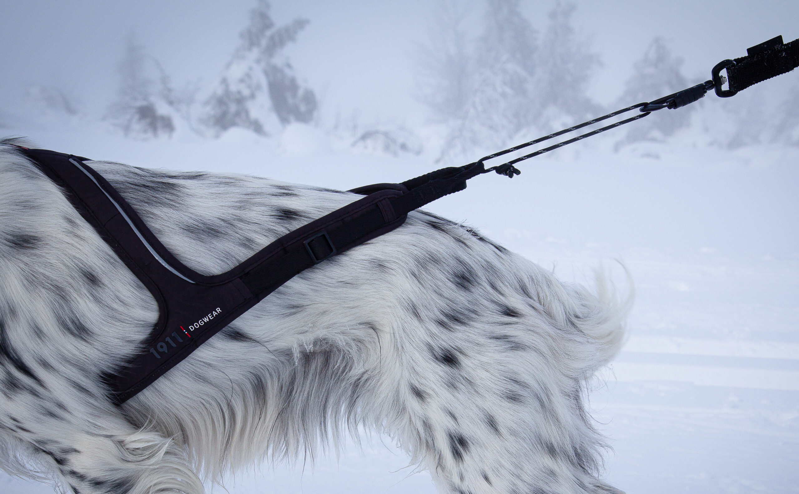Rex Bungee Leash - Bilde 5