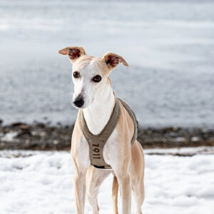 Obersten Pulling Harness Cerise - Bilde 2