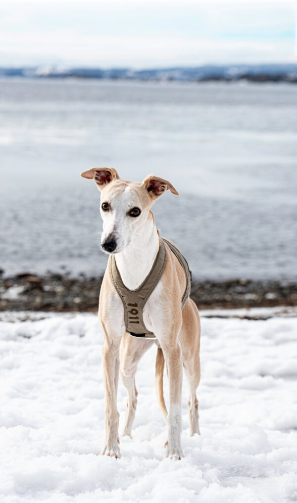 Obersten Pulling Harness Petrol