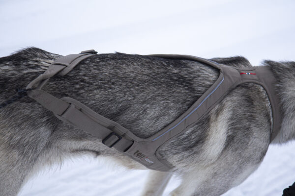 Obersten Pulling Harness Cerise