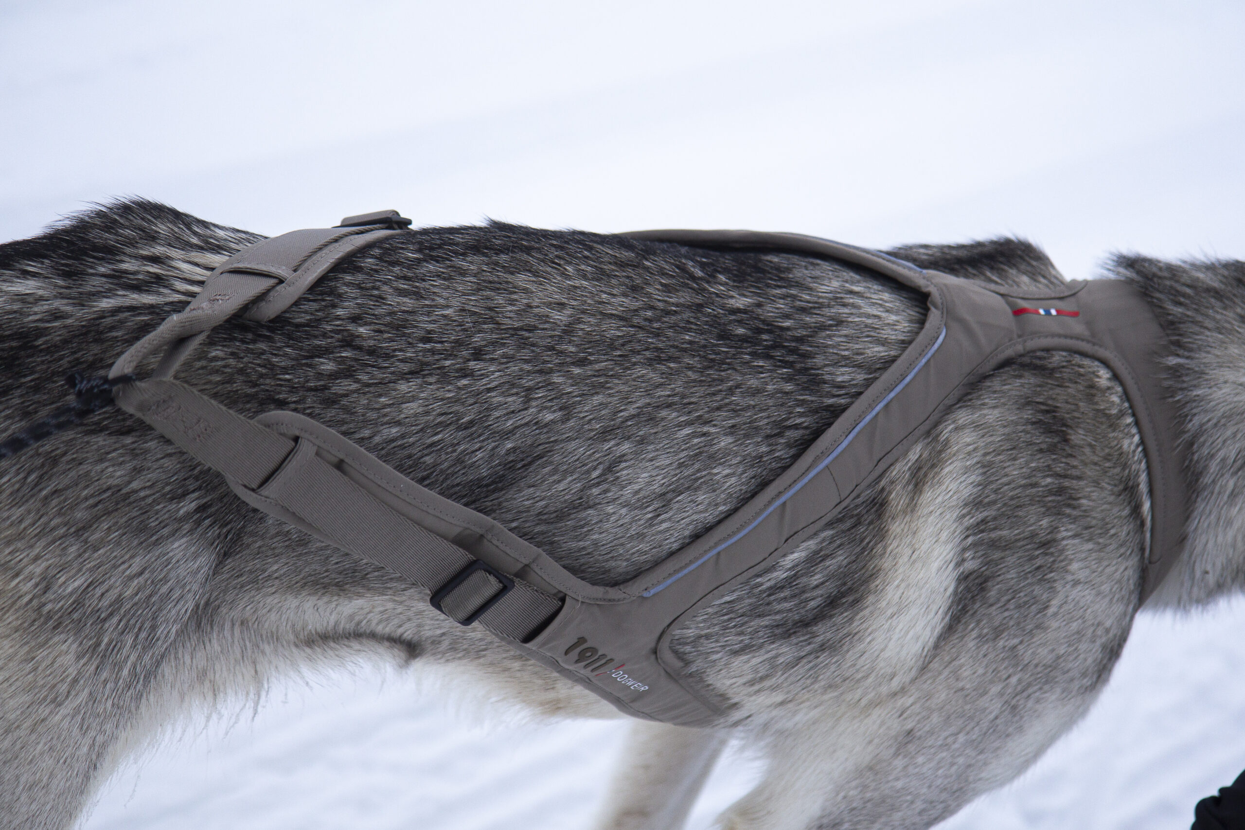 Obersten Pulling Harness Cerise - Bilde 6